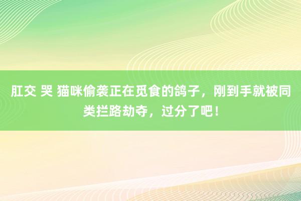 肛交 哭 猫咪偷袭正在觅食的鸽子，刚到手就被同类拦路劫夺，过分了吧！