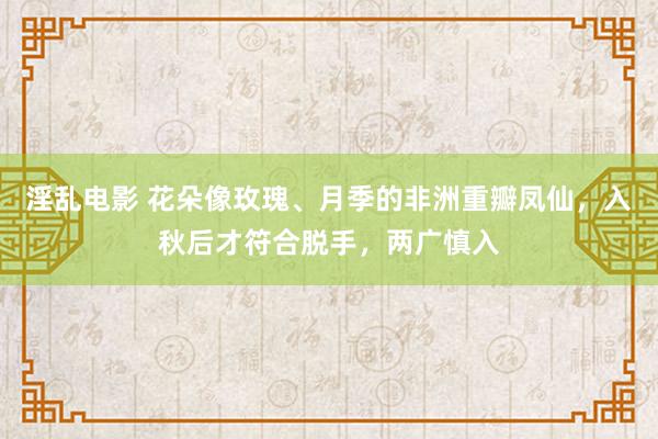 淫乱电影 花朵像玫瑰、月季的非洲重瓣凤仙，入秋后才符合脱手，两广慎入